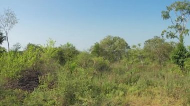 Mavi gökyüzünün altında parlak güneş tarafından aydınlatılmış büyük yeşil ağaçlar.