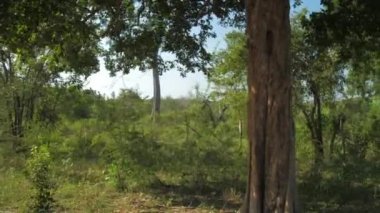 resim gibi yeşil ağaçlar farklı şekil ve yaşlarda