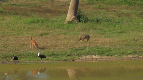 Hyena eats on green meadow near walking dog and birds — Stock Video