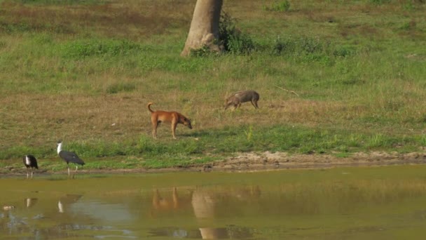Hyena come no prado verde perto de cão ambulante e pássaros — Vídeo de Stock