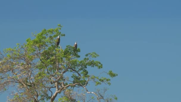 Underbara örnar sitta på grön trädtopp under blå himmel — Stockvideo