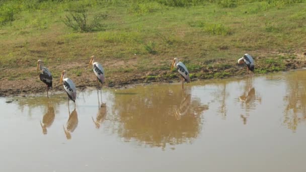 Marabou storks stand in calm water reflecting animals — Stock Video