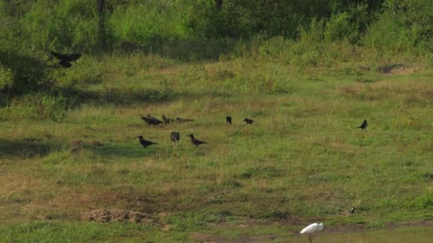 Diferentes aves en el prado verde en el soleado día de verano — Vídeo de stock