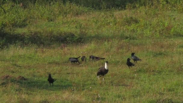 Ravens and marabou stork eat on green grass at tree — Stock Video