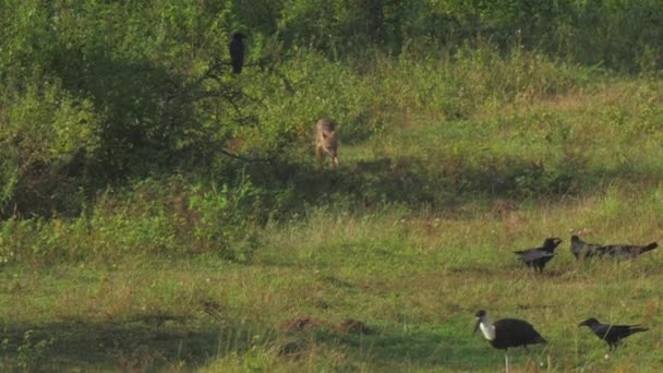 Cuervos y cigüeña marabú comen en hierba verde en el árbol — Vídeo de stock