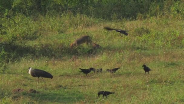 Hyänen jagen Vögel, die sich im hohen grünen Gras auf der Wiese verstecken — Stockvideo