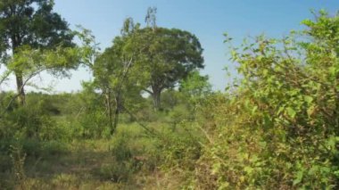 mavi yaz gökyüzünün altında yeşil ağaçlar yavaş
