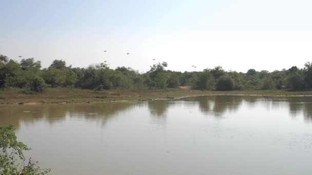 Uccelli volano sopra calmo lago blu contro verde fitta foresta — Video Stock