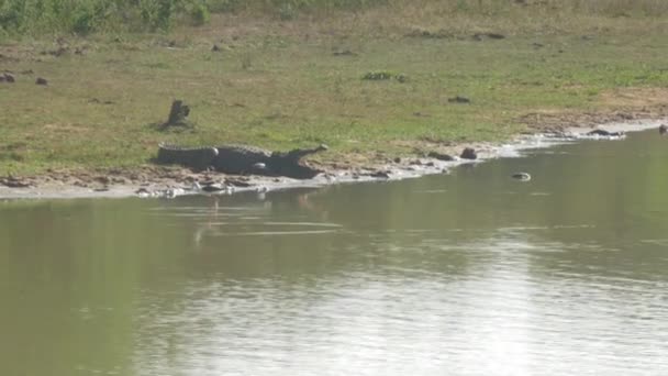 Cocodrilo grande con la boca abierta se encuentra en la orilla del lago tranquilo — Vídeo de stock