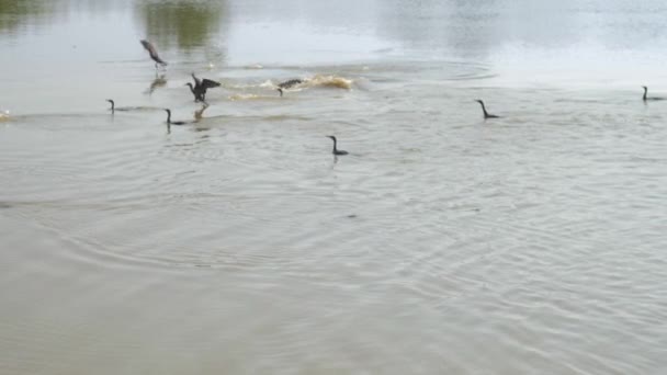 Pájaros negros maravillosos vuelan lejos de lago azul tranquilo — Vídeos de Stock