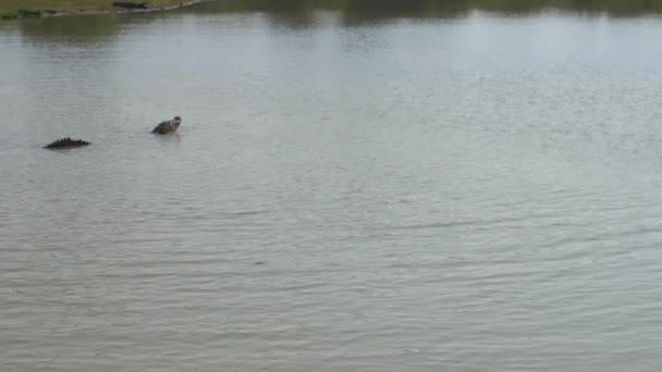 Grande tête et queue de crocodile au-dessus de l'eau dans un lac calme — Video