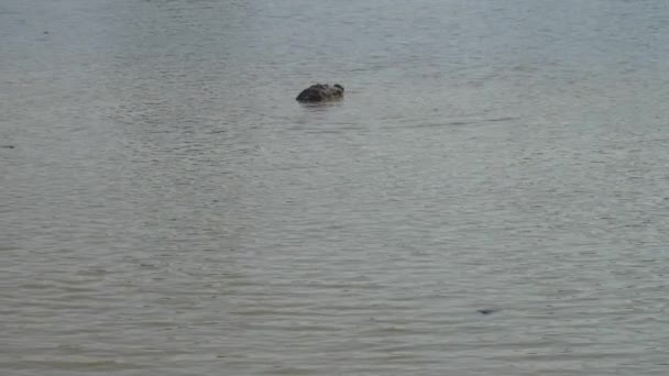 Duży krokodyl głowa ukrywa się w spokojnej wodzie jeziora w lecie — Wideo stockowe
