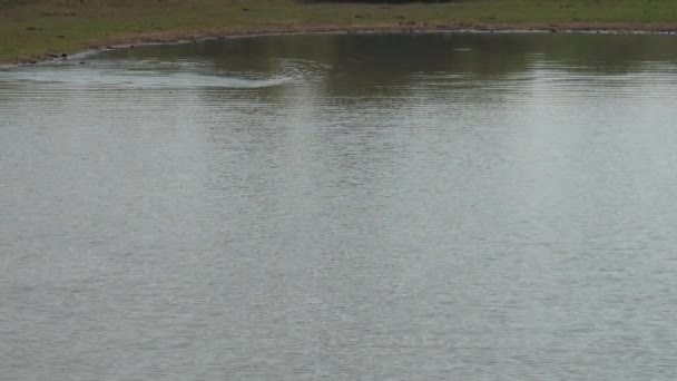 Lago azul com ondas pequenas reflete silhuetas de árvores verdes — Vídeo de Stock