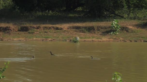 Aves negras vuelan cerca del agua azul del lago y bucean lentamente — Vídeo de stock