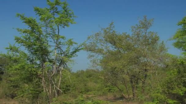 Живописные зеленые деревья на коричневом лугу летом медленно — стоковое видео