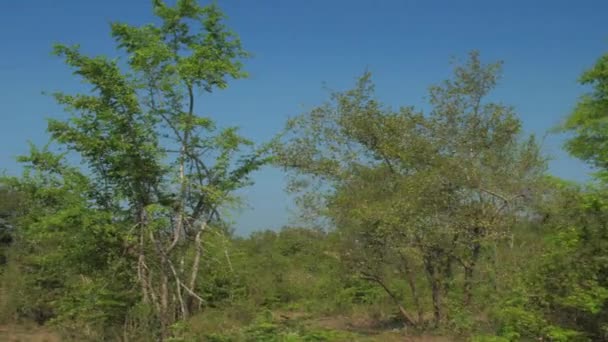 Arbres verts pittoresques sur prairie brune en été lent — Video