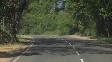Yüksek ağaç gölgelerinde giden araçlarla asfalt yol