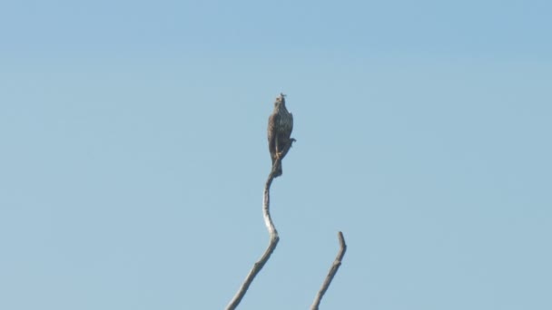 Elegante águila se sienta en la parte superior del brunch árbol marrón y mira a su alrededor — Vídeos de Stock