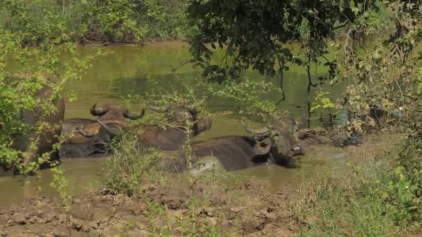 Grandi bufali con corna stare in acqua il giorno d'estate — Video Stock