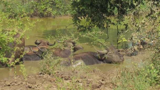 Large buffalos with antlers stand in water on summer day — Stock Video
