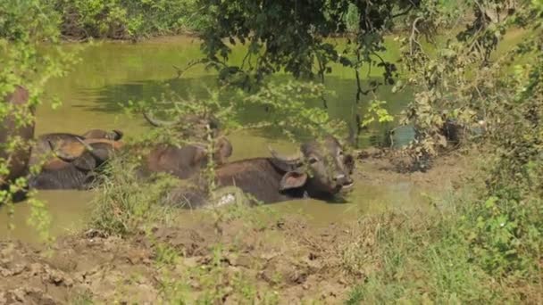 Nagy bölények agancsokkal állnak a vízben a nyári napon — Stock videók