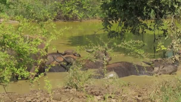 夏天，有鹿角的大型水牛站在水里 — 图库视频影像