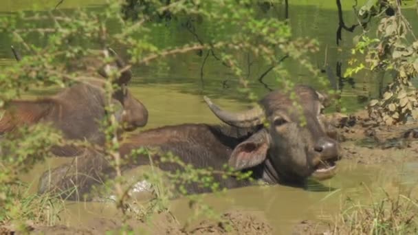 Búfalos grandes con astas están en el agua en el día de verano — Vídeo de stock