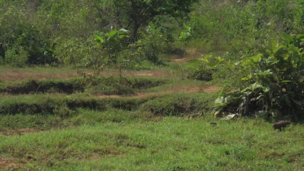 Belle opossum court le long des arrêts verts de prairie et regarde — Video