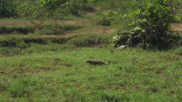 Hermosa zarigüeya corre a lo largo del prado verde lento — Vídeo de stock