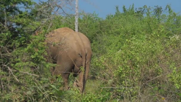 Enorme olifant staat bij hoog groen gras en schudt staart — Stockvideo