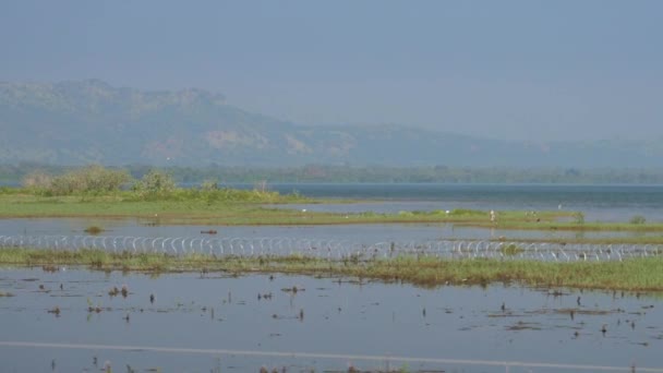 Птичьи стаи ищут пищу на рисовых полях, затопленных водой — стоковое видео