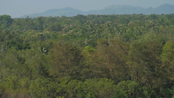 Hustá tropická džungle na kopcích a vysokonapěťové vedení — Stock video