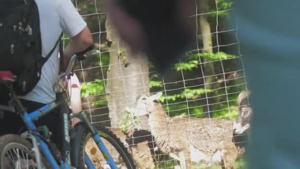 Mulher alimenta cabras em pé na frente da cerca no parque da primavera — Vídeo de Stock
