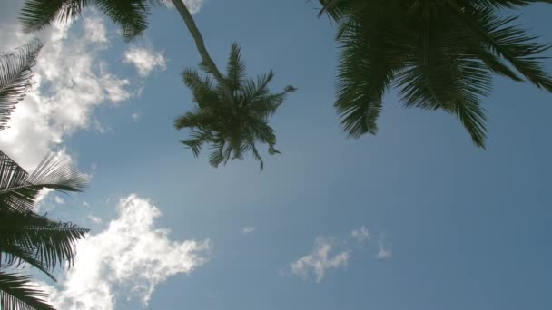 Palmera con hojas largas y exuberantes ondeando en la brisa ligera — Vídeo de stock