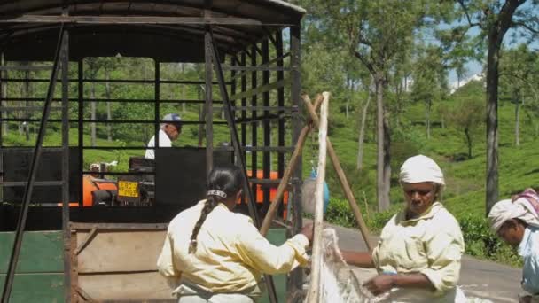 Trabajadores de la plantación peso té verde hojas bolsas lento — Vídeos de Stock