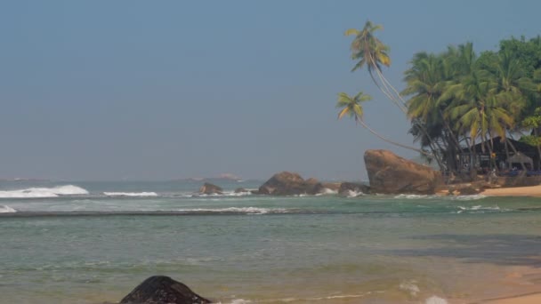 Palmeras verdes tropicales con hojas anchas contra el cielo azul claro — Vídeos de Stock