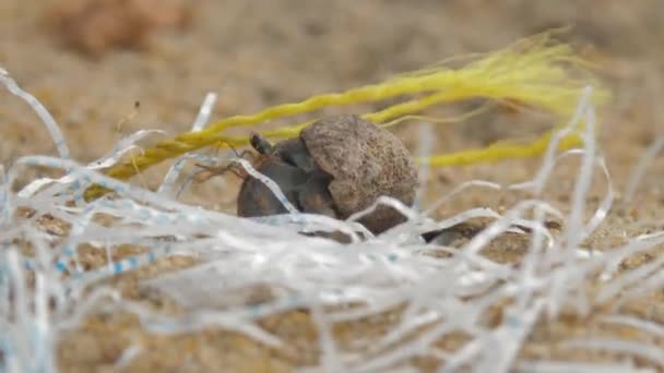 Kreeftachtigen kruipen op geel zand tussen plastic afval gegooid door de oceaan op het strand extreme close view — Stockvideo