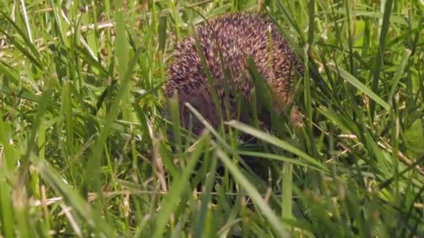 Erizo se arrastra en la hierba verde en busca de comida en el bosque — Vídeo de stock