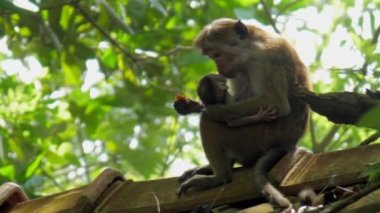 tapılası kahverengi Toque makağı çatıda küçük maymunu kucaklıyor