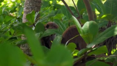 Toque Makaklar rahatça oturur ve dallarda dinlenirler.