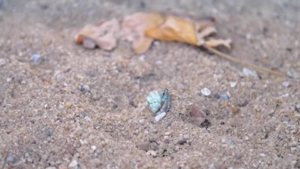 Мелкий краб с раковиной двигает когти и ряды вдоль песка — стоковое видео