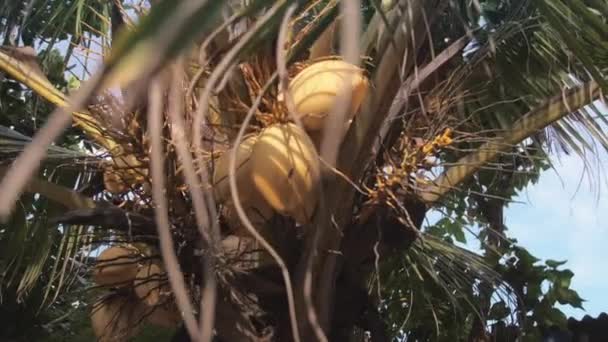 Palma z rosnącymi orzechami kokosowymi i liśćmi zielonymi — Wideo stockowe