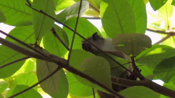 Mono con macaco en el estómago sube a lo largo de ramas de árboles — Vídeos de Stock