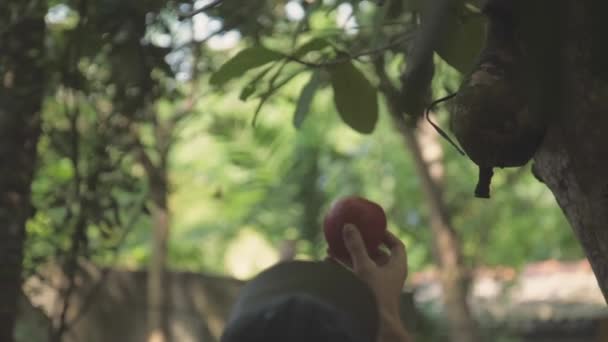 Mies pitää omena kädessä kohotettu pää seisoo lähellä puuta — kuvapankkivideo