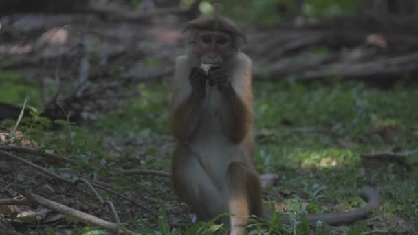 Toque macaque yeşil çimlerde oturarak lezzetli elmalar yer. — Stok video
