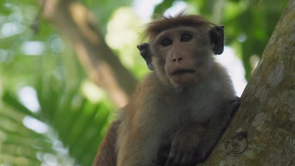 Toque makaak met grote ogen en grappige voorpoot zit aan boom — Stockvideo
