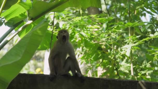 Toque macaque looks up yawns and catches tree branches — Stock Video