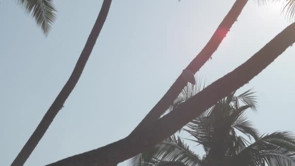 Palmera tropical exuberante con hojas largas contra el cielo azul — Vídeo de stock