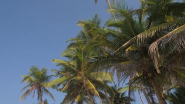 Açık mavi gökyüzüne karşı geniş yapraklı tropik yeşil palmiyeler