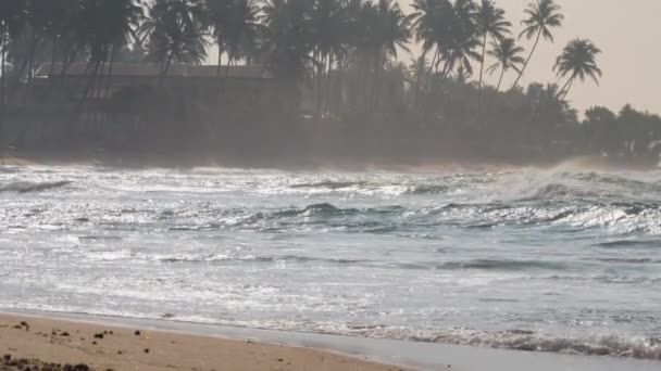 Tropical lush palm tree with long leaves against blue sky — Stock Video